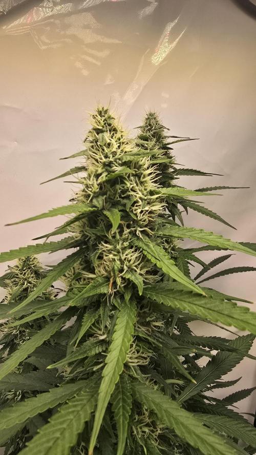 Gorilla Cookies Auto phenohunt #2. Week 10