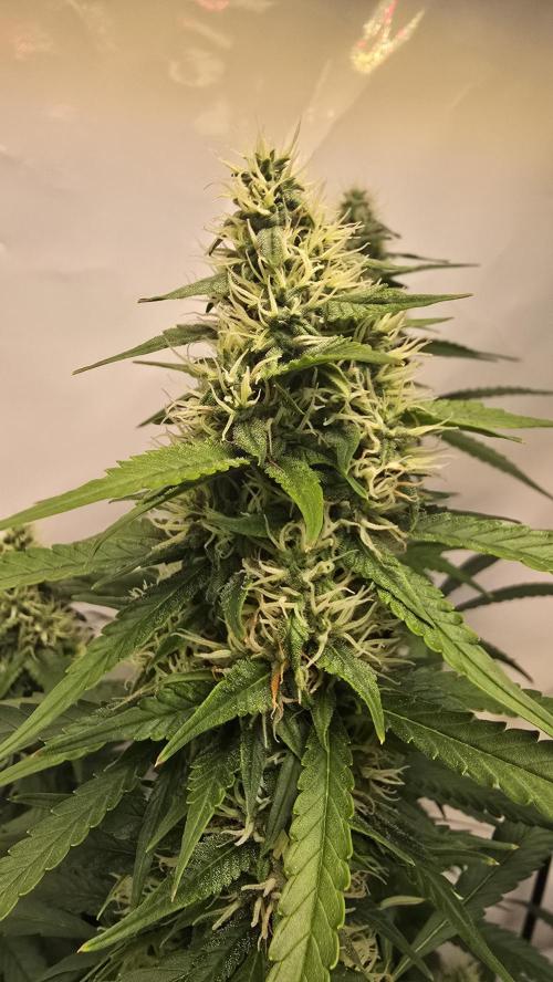 Gorilla Cookies Auto phenohunt #2. Week 10