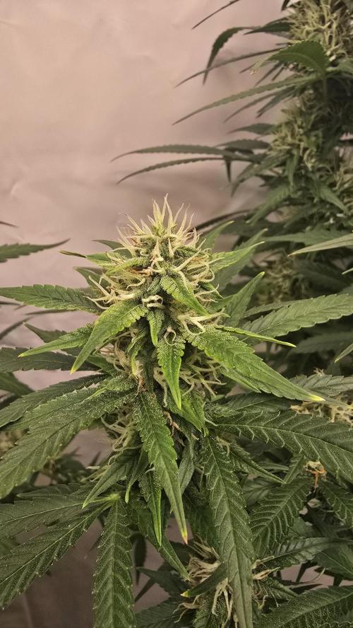 Gorilla Cookies Auto phenohunt #2. Week 10