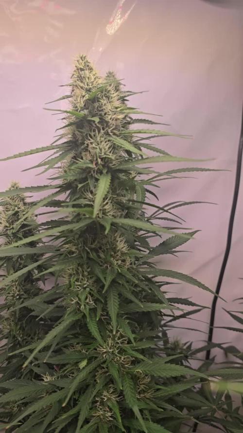 Gorilla Cookies Auto phenohunt #2