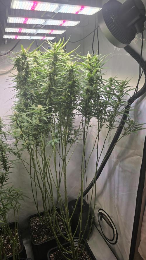 Gorilla Cookies Auto phenohunt #3. Week 10