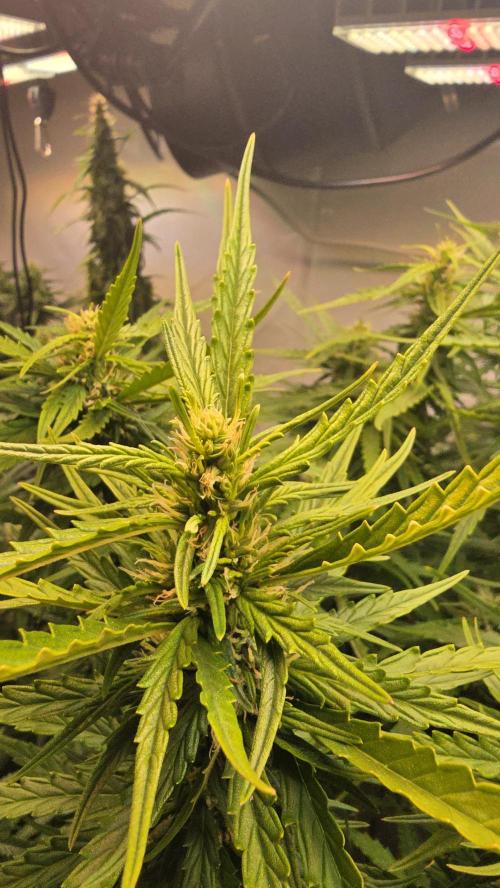 Gorilla Cookies Auto phenohunt #3. Week 10