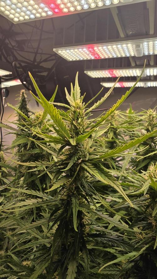 Gorilla Cookies Auto phenohunt #3. Week 10