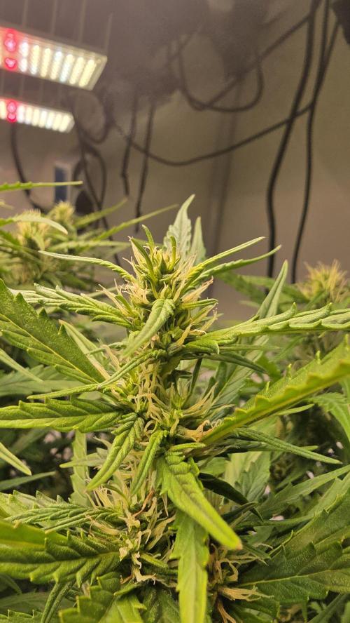 Gorilla Cookies Auto phenohunt #3. Week 10