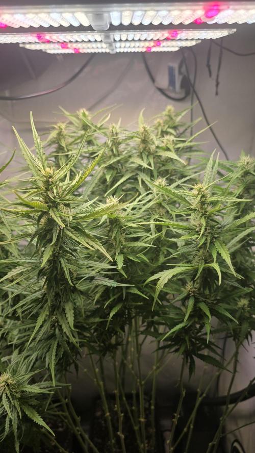 Gorilla Cookies Auto phenohunt #3. Week 10
