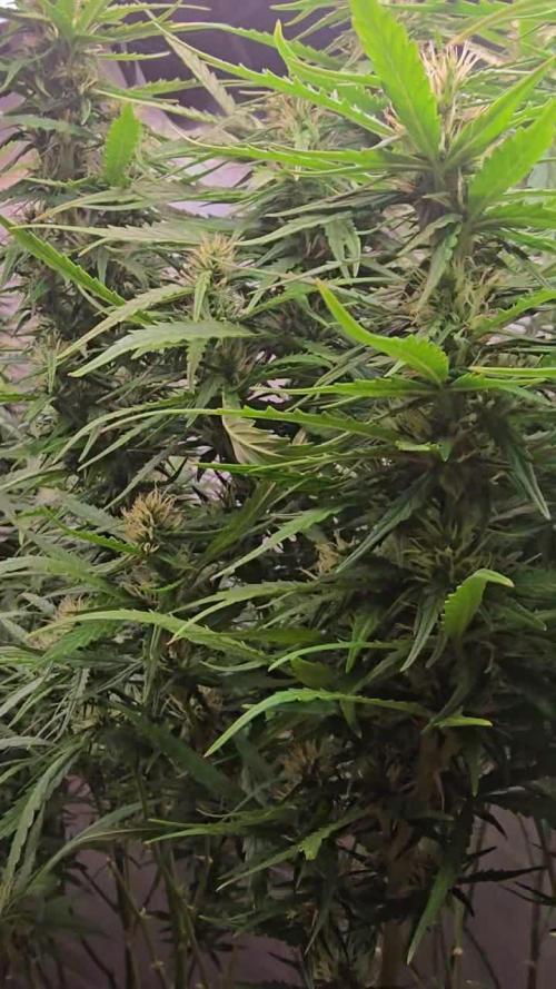 Gorilla Cookies Auto phenohunt #3