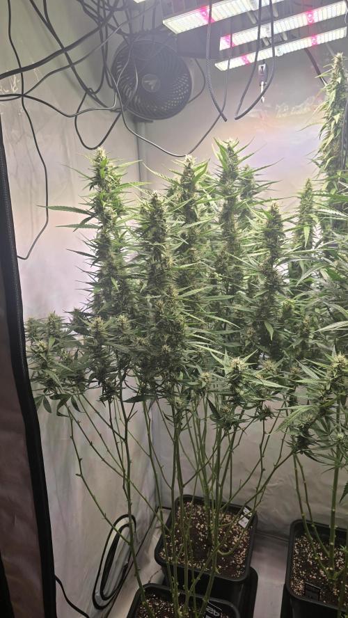 Gorilla Cookies Auto phenohunt #4. Week 10