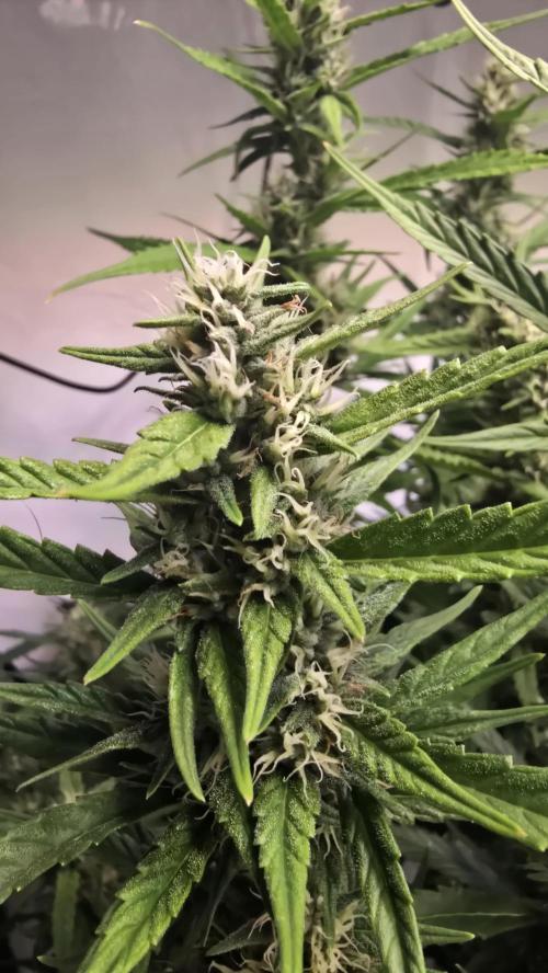 Gorilla Cookies Auto phenohunt #4. Week 10