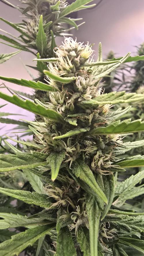 Gorilla Cookies Auto phenohunt #4. Week 10