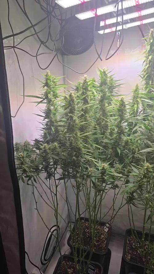 Gorilla Cookies Auto phenohunt #4