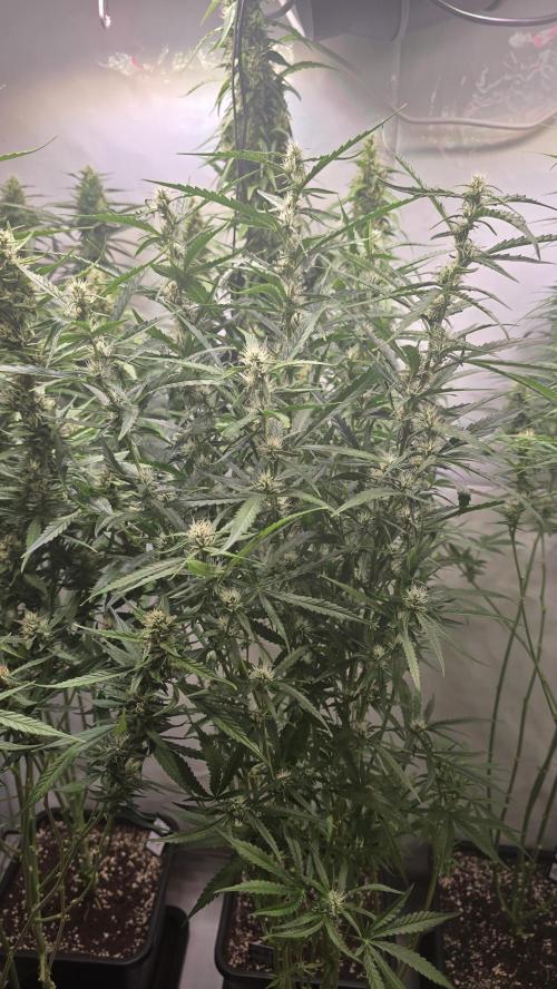 Gorilla Cookies Auto phenohunt #6. Week 10