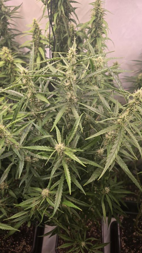Gorilla Cookies Auto phenohunt #6. Week 10