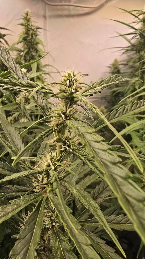 Gorilla Cookies Auto phenohunt #6. Week 10