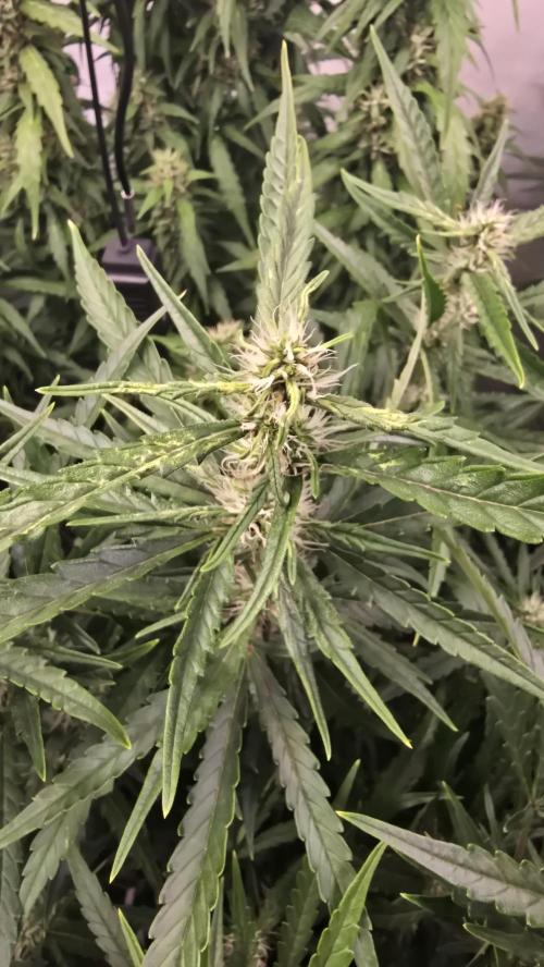 Gorilla Cookies Auto phenohunt #6. Week 10