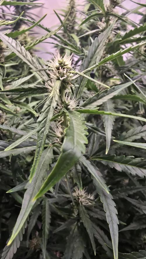 Gorilla Cookies Auto phenohunt #6. Week 10
