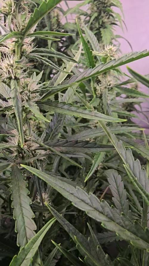 Gorilla Cookies Auto phenohunt #6