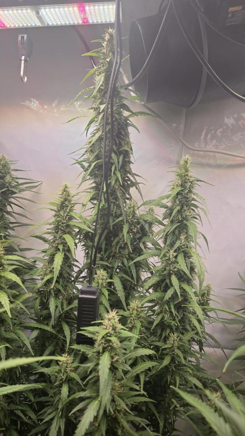 Gorilla Cookies Auto phenohunt #5. Week 10