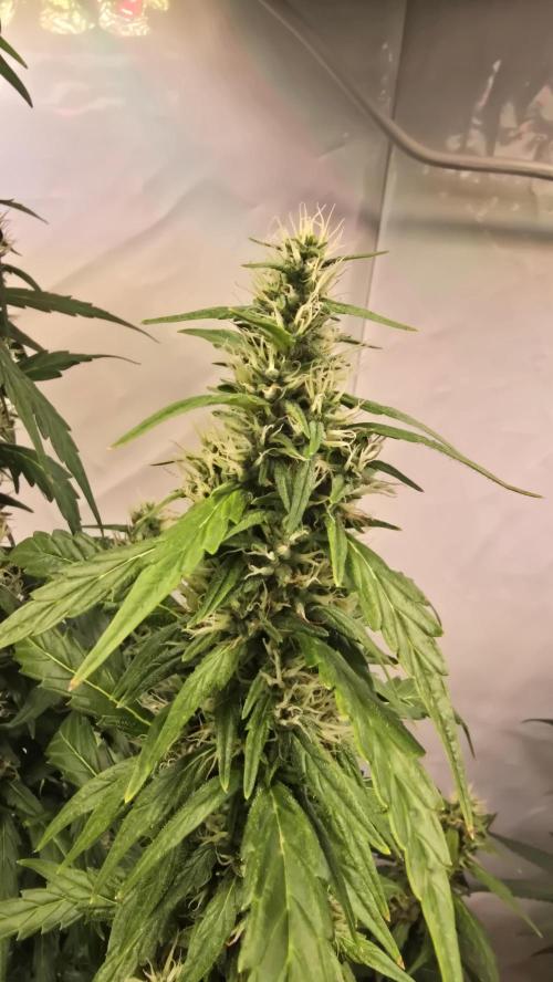 Gorilla Cookies Auto phenohunt #5. Week 10