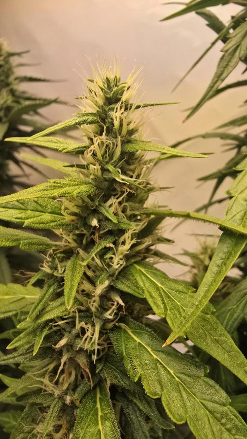 Gorilla Cookies Auto phenohunt #5. Week 10