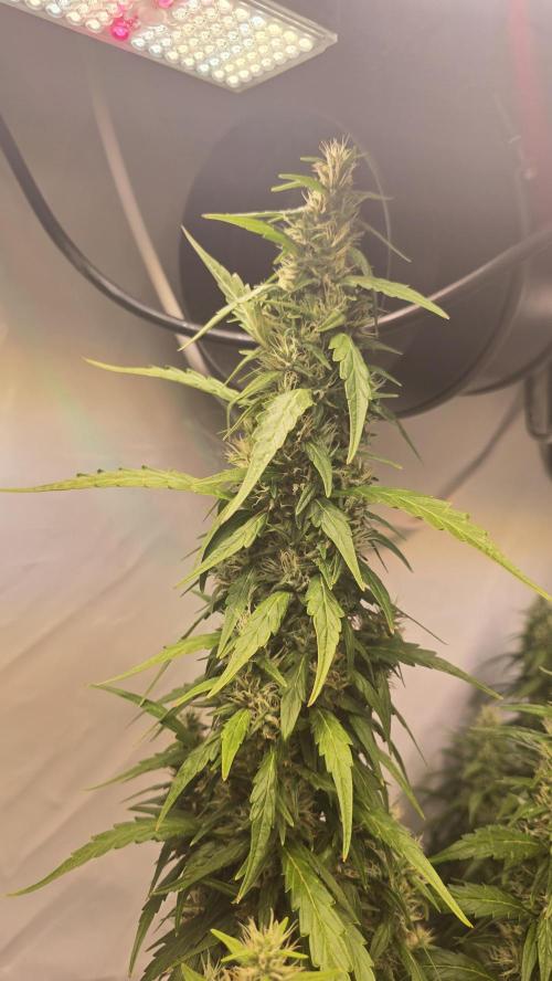 Gorilla Cookies Auto phenohunt #5. Week 10