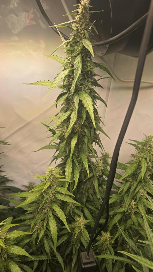 Gorilla Cookies Auto phenohunt #5. Week 10