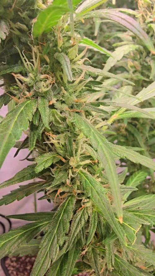 Gorilla Cookies Auto phenohunt #5