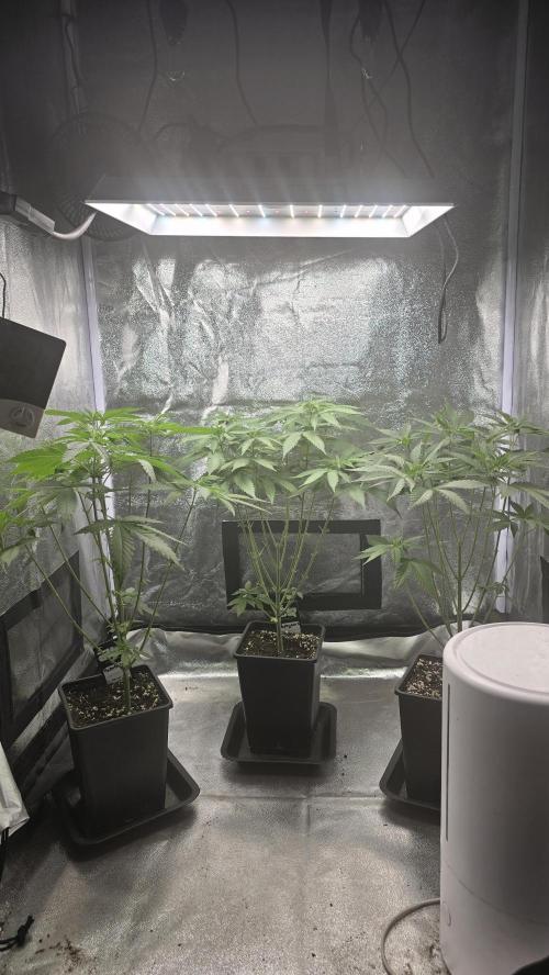 Papayton phenohunt. Week 7