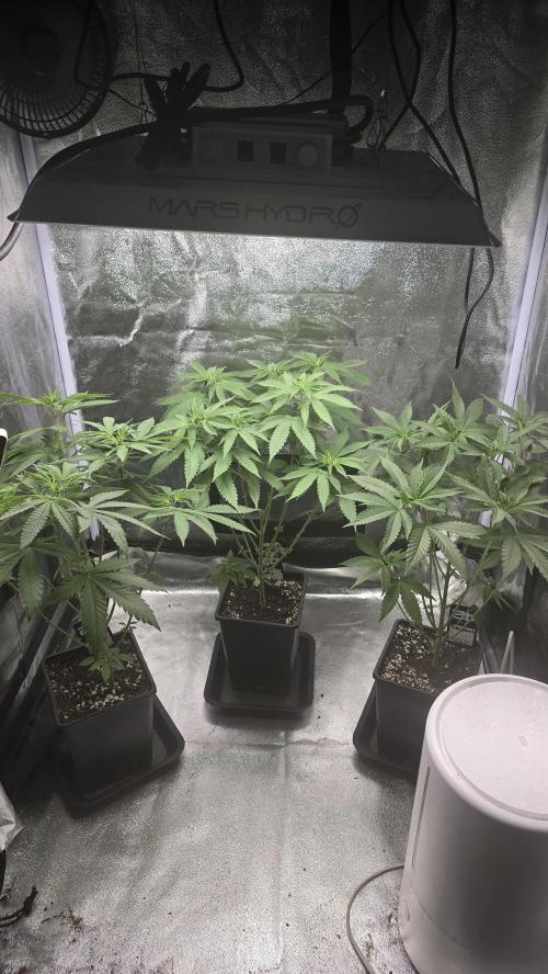 Papayton phenohunt. Week 7