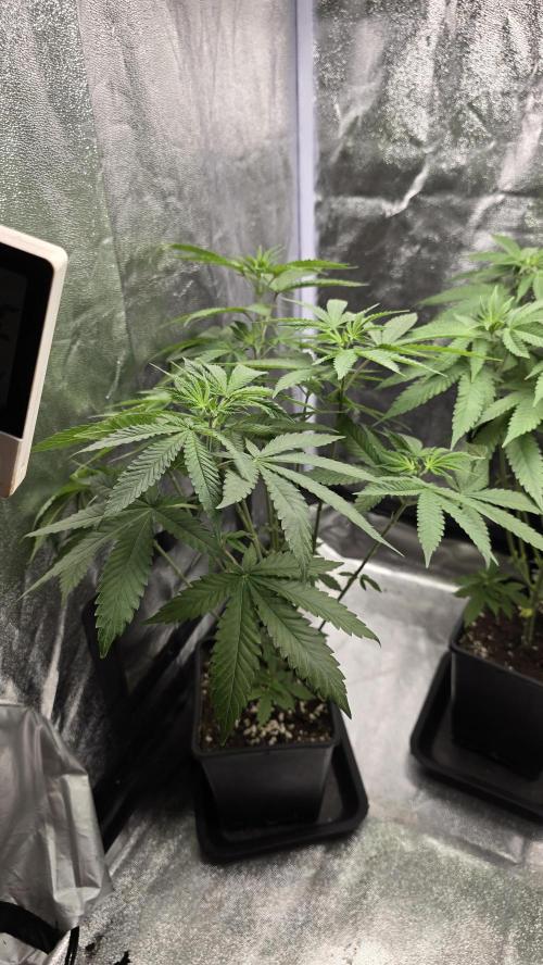 Papayton phenohunt. Week 7