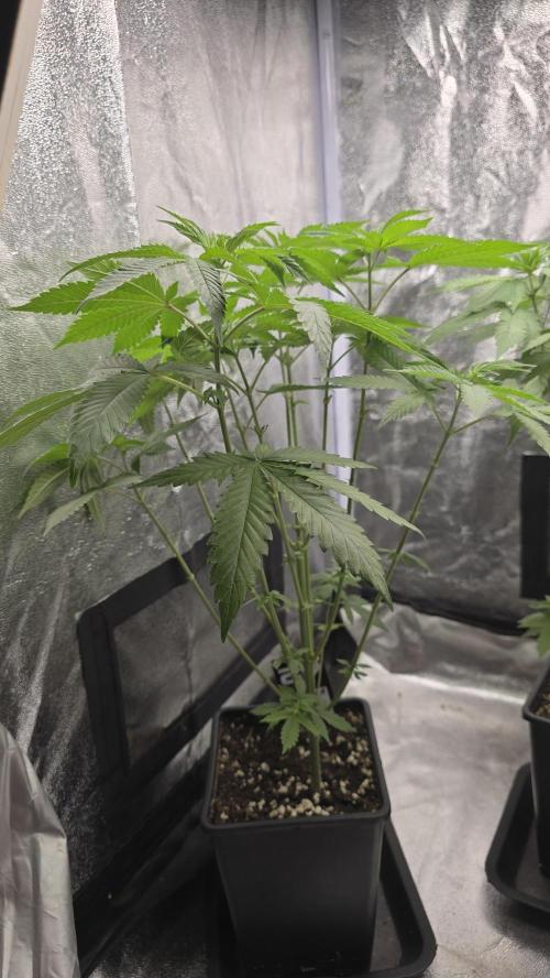 Papayton phenohunt. Week 7