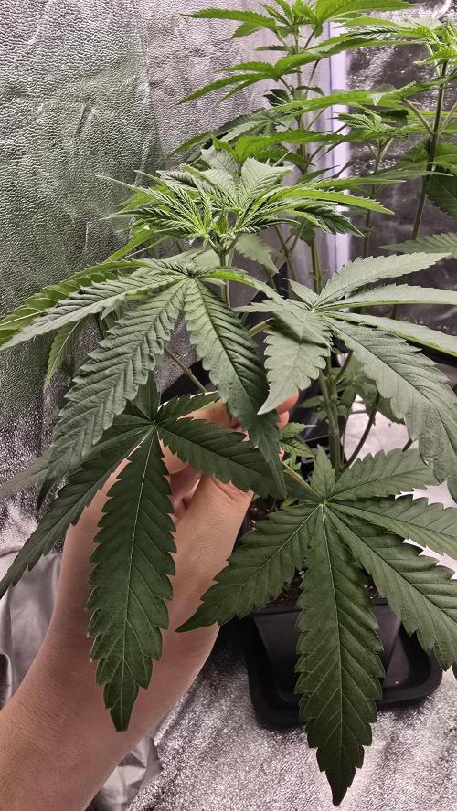 Papayton phenohunt. Week 7