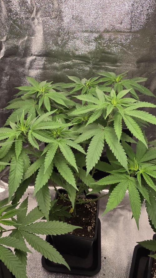 Papayton phenohunt. Week 7