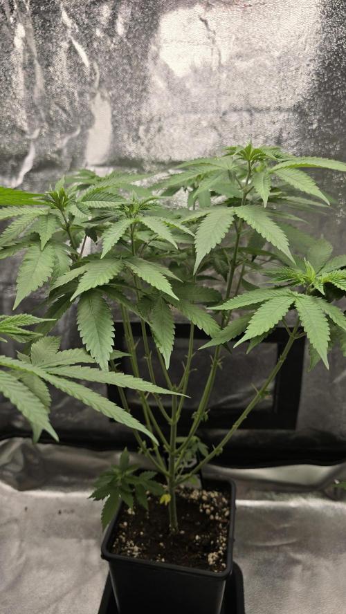 Papayton phenohunt. Week 7