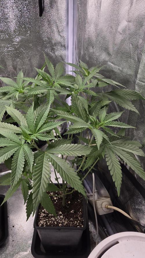 Papayton phenohunt. Week 7