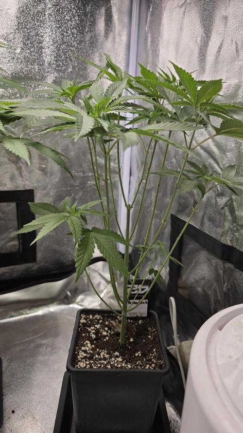 Papayton phenohunt. Week 7