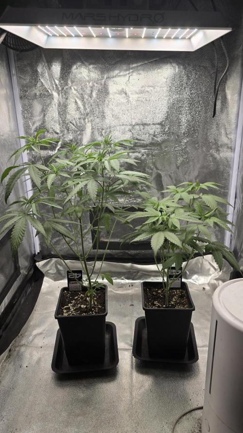 Biscotti Gelato phenohunt. Week 7