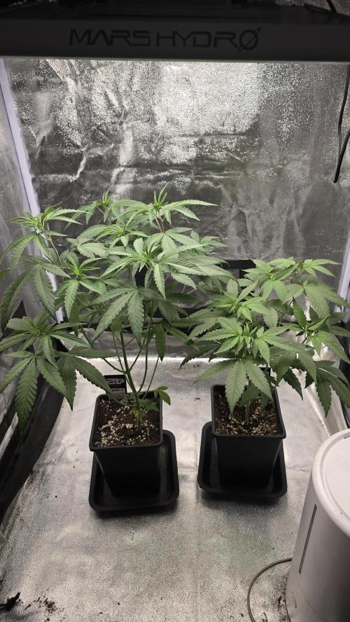 Biscotti Gelato phenohunt. Week 7