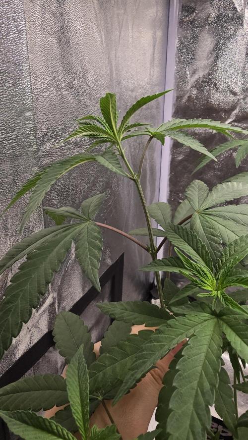Biscotti Gelato phenohunt. Week 7