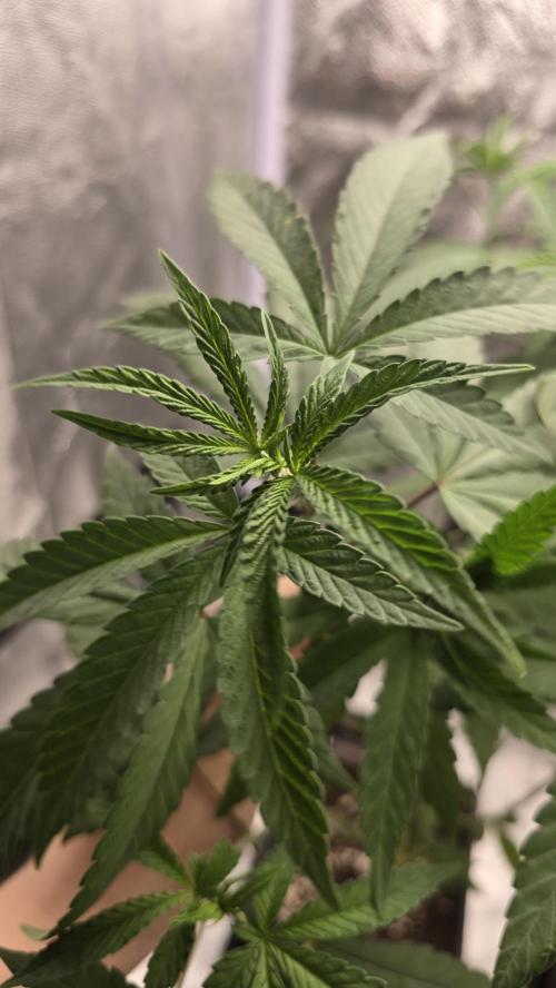 Biscotti Gelato phenohunt. Week 7