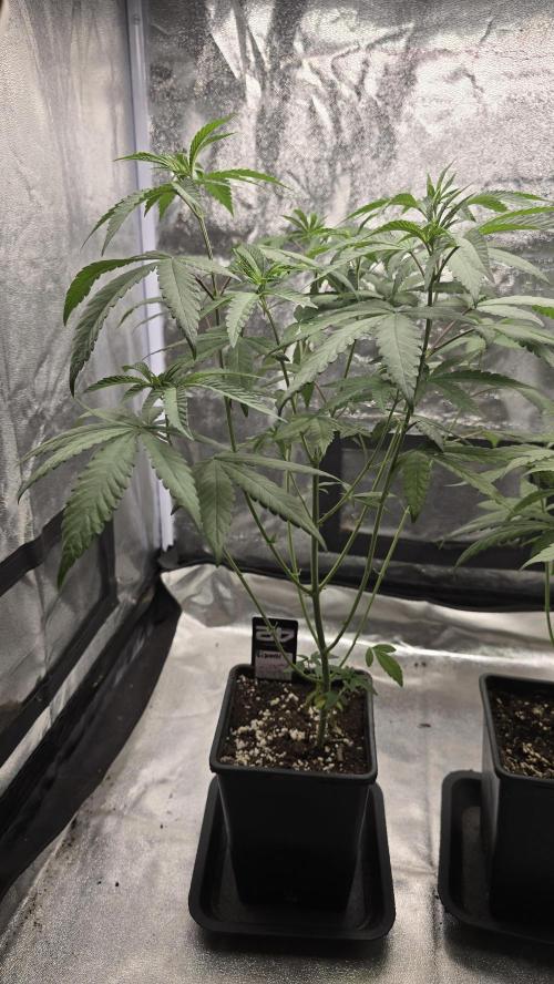 Biscotti Gelato phenohunt. Week 7