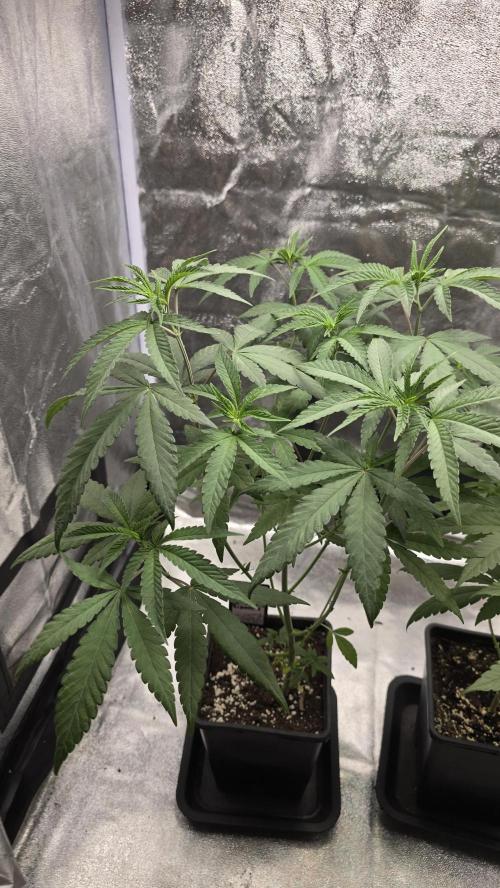 Biscotti Gelato phenohunt. Week 7