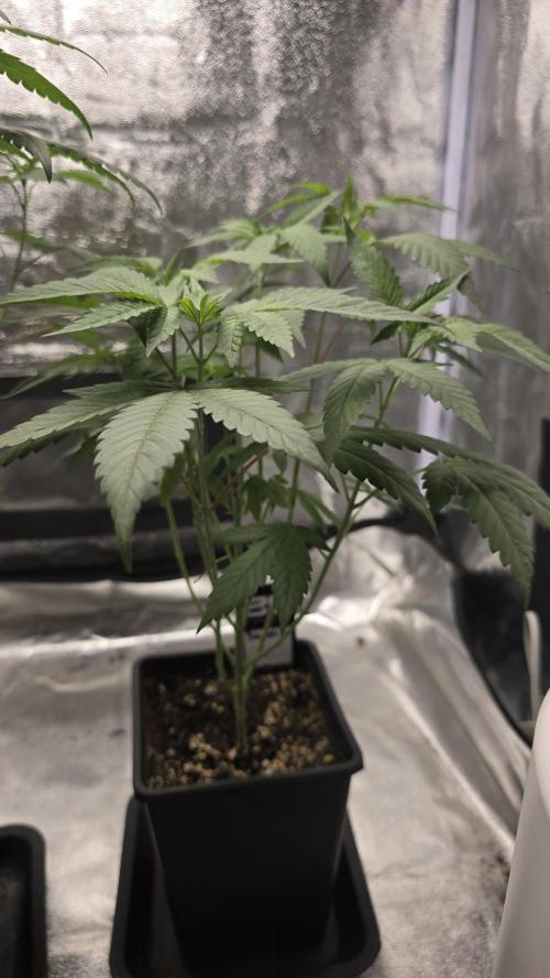 Biscotti Gelato phenohunt. Week 7