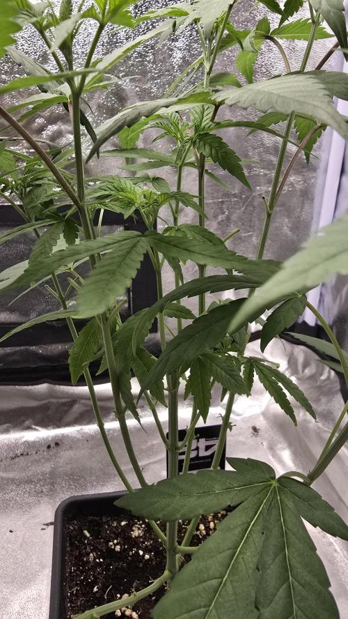 Biscotti Gelato phenohunt. Week 7