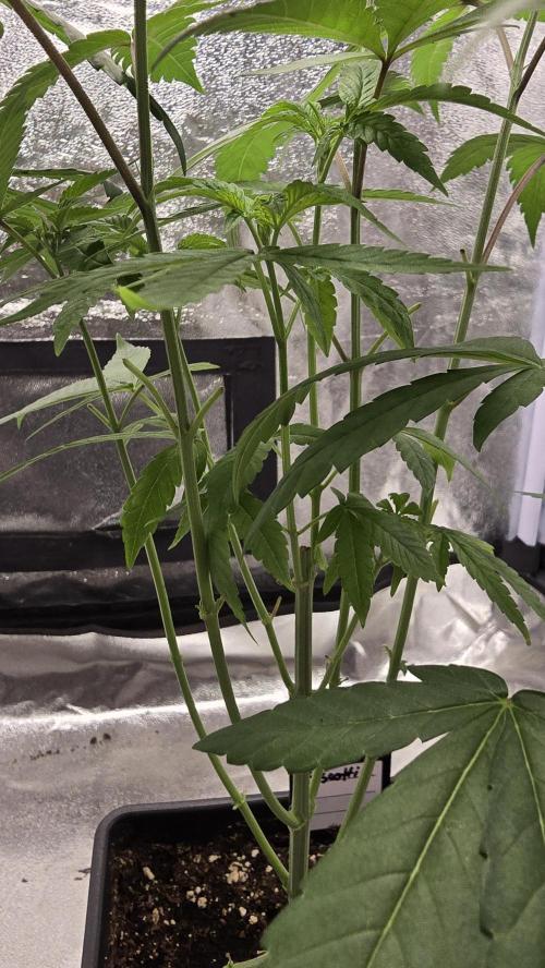 Biscotti Gelato phenohunt. Week 7