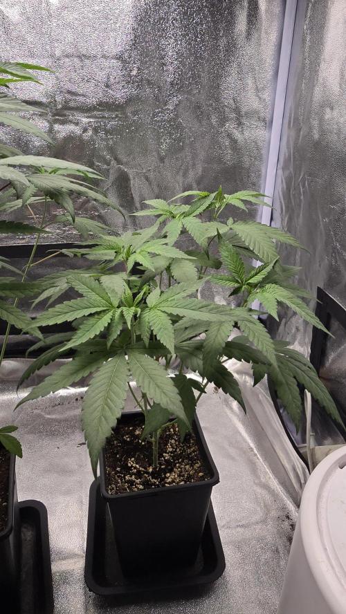 Biscotti Gelato phenohunt. Week 7