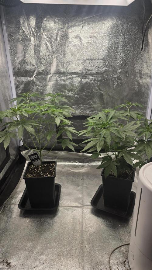 Z42 phenohunt. Week 7