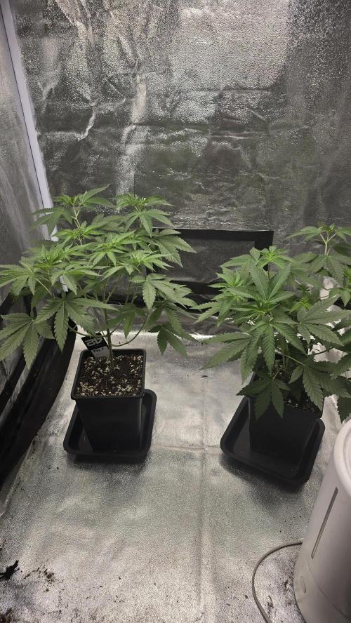 Z42 phenohunt. Week 7