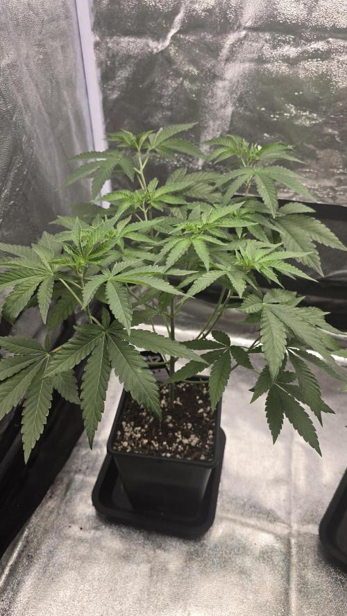 Z42 phenohunt. Week 7