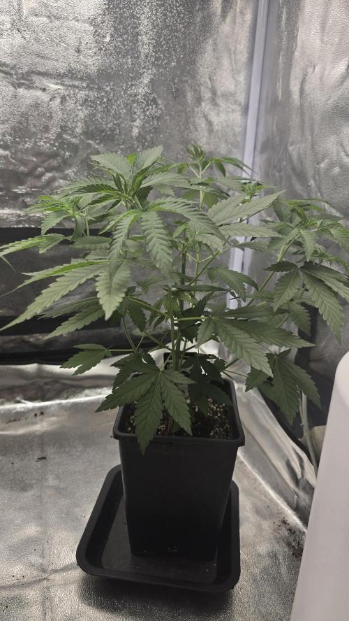 Z42 phenohunt. Week 7