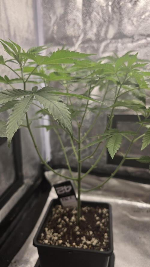 Z42 phenohunt. Week 7